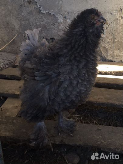 Курчавые куры