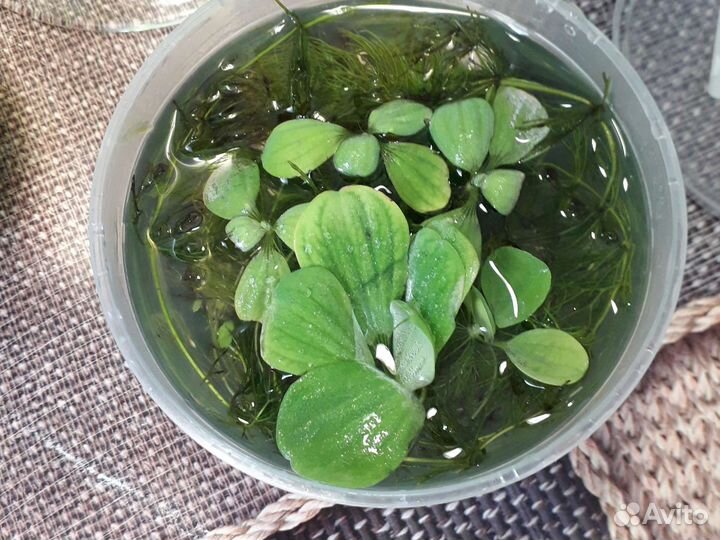 Растения для флорариума