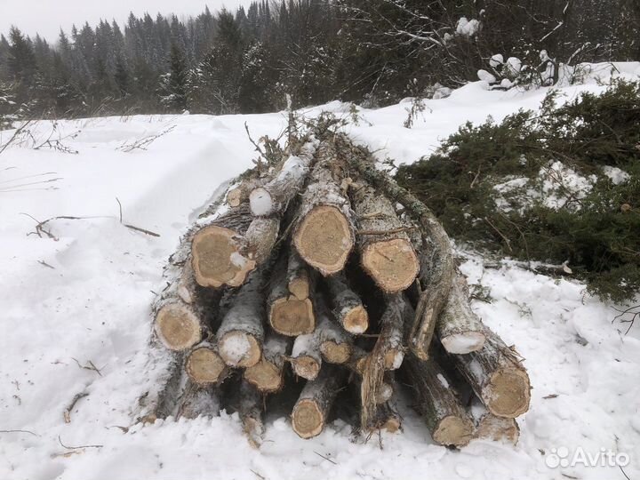 Стволы можжевельника