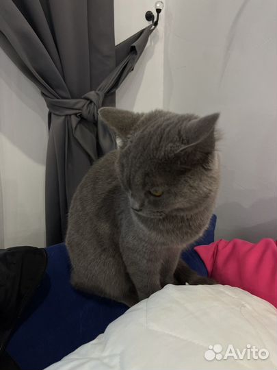 Найдена кошка/кот