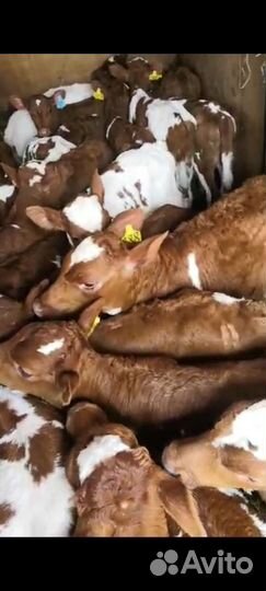 Телята бычки