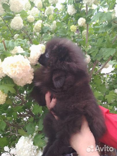 Шпиц девочка померанец