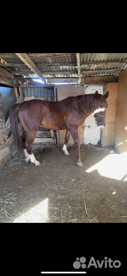 Лошадь жеребец