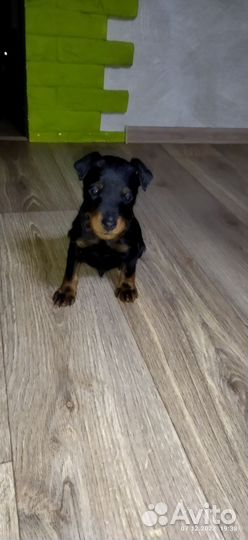 Щенки ягдтерьер