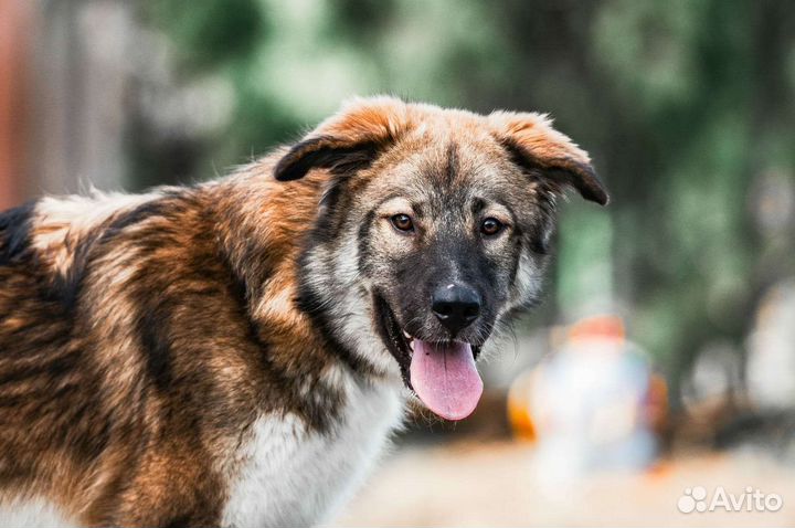 Щенок, мальчик