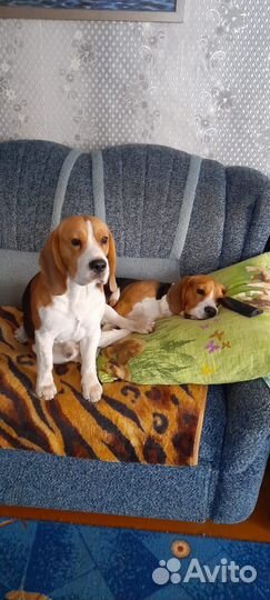 Вязка кобеля бигль