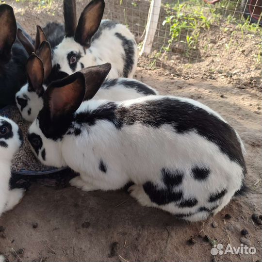 Кролики мясных пород