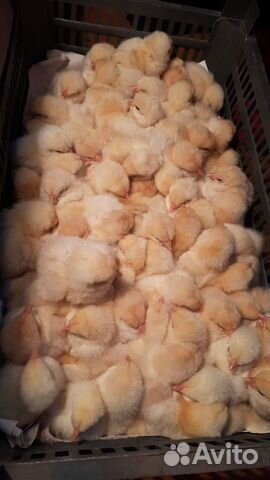 Инкубационное яйцо, цыплята и птица разных пород объявление продам