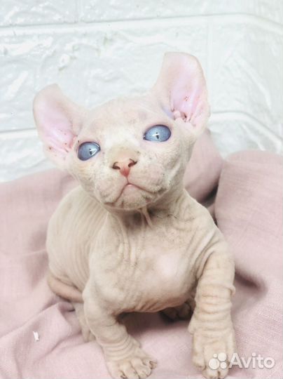 Продам котенка