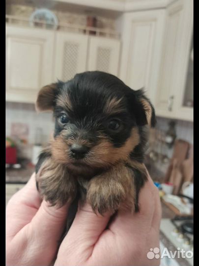 Йорк мини беби фэйс