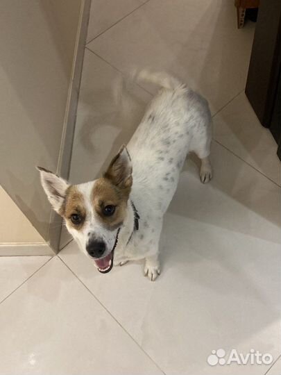 Собака в добрые руки отдам бесплатно