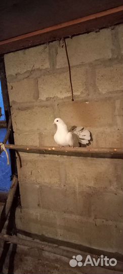 Голуби павлины