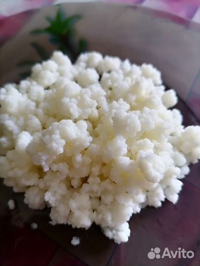 Молочный гриб