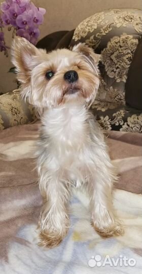 Йоркширский терьер щенки