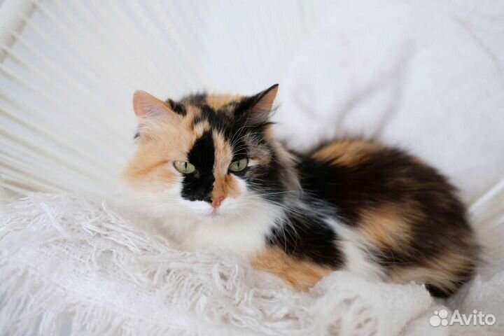 Роскошная кошка