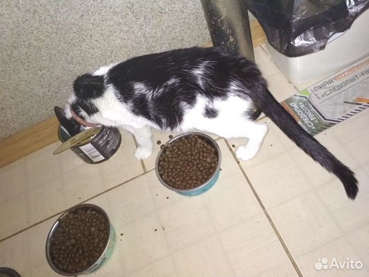 Кошечка Лимончик ищет семью