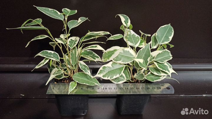 Фикус бенджамина пестролистный