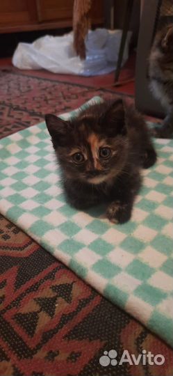 Кошка в дар