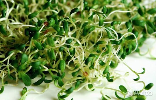 Семена люцерна 100 гр