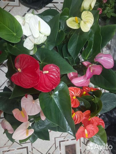 Антуриум микс