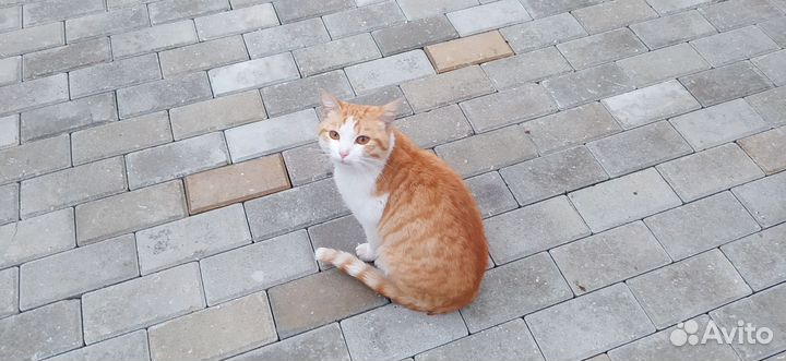 Кот подросток в добрые руки
