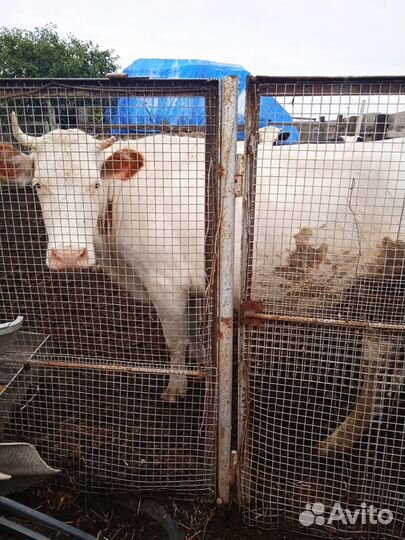 Продается корова, бычки