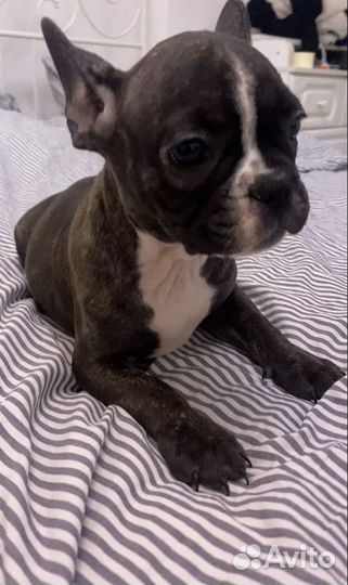 Французский бульдог мини девочка