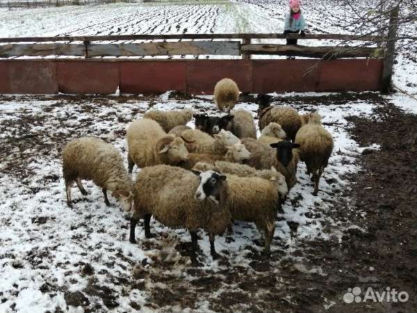 Бараны овцы ягнята