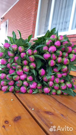 Пионы на срез