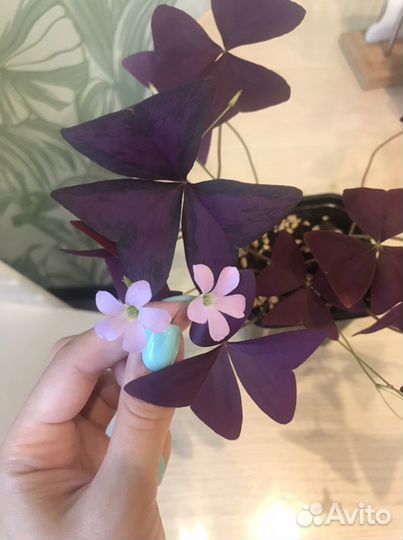 Кислица оксалис