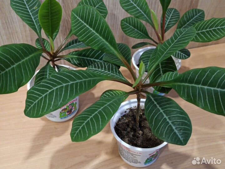 Молочай гребенчатый