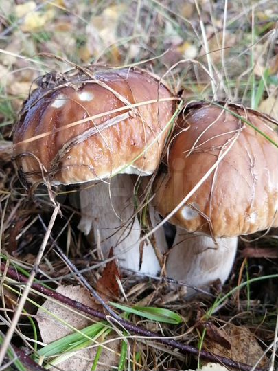 Дом 41,1 м² на участке 36 сот.