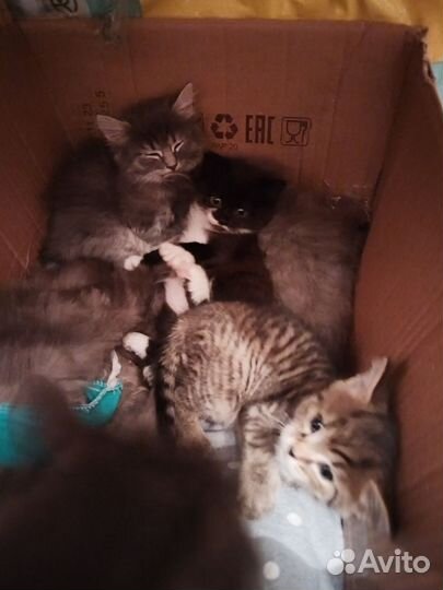 Котятки