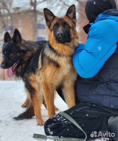 Немецкая овчарка вязка