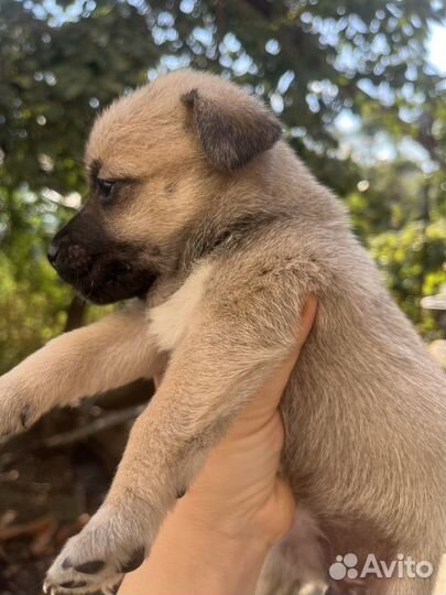 Щенки в добрые руки