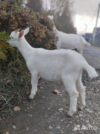 Козочка и козлик зааненские