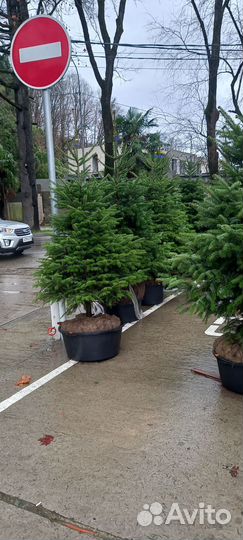 Голубая ель на посадку и в горшках