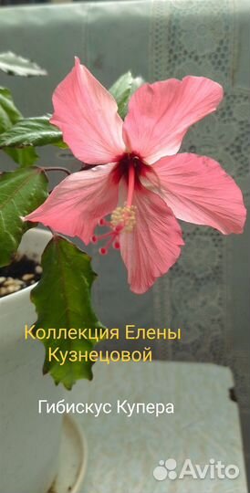 Комнатные растения