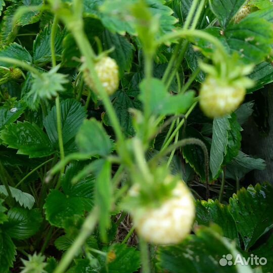 Земляника Вайт Соул