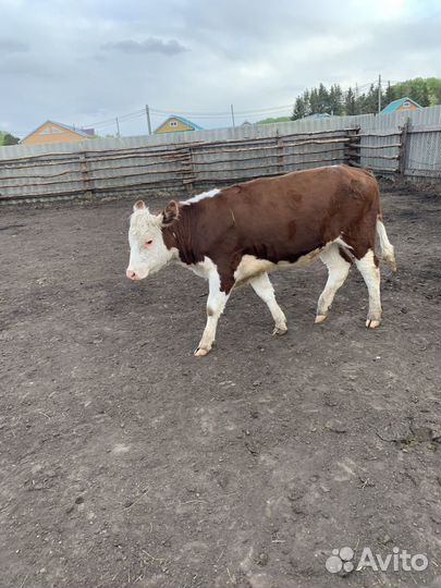 Телки герефорд