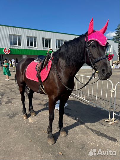 Конные прогулки на лошади, пони, верблюд