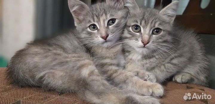 Кошки в добрые руки бесплатно