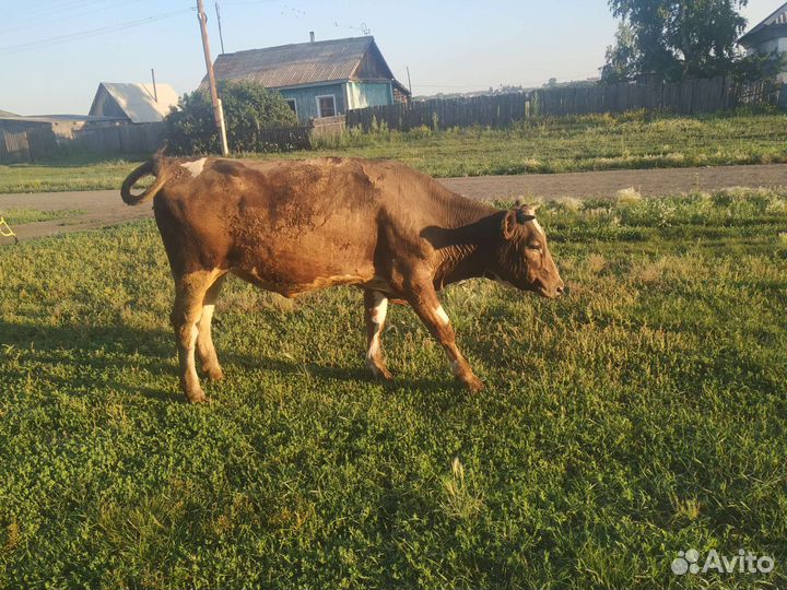 Телка стельная