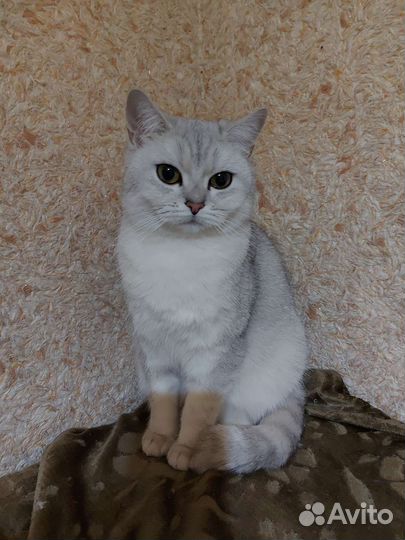 Кошка