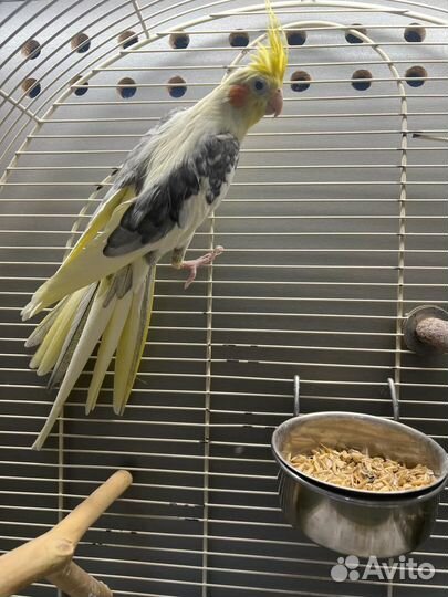 Попугай корелла