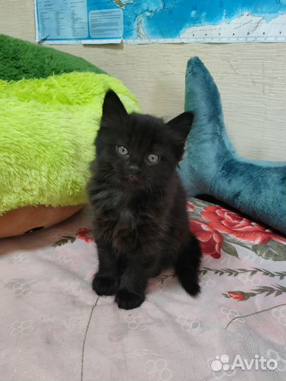 Отдам котенка в добрые руки