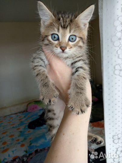 Отдам котенка в добрые руки