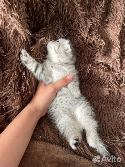 Шотландские котята