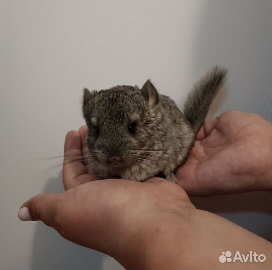 Продам шиншилл