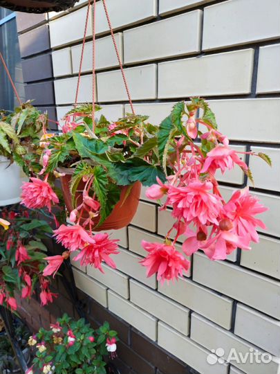 Черенки бегонии